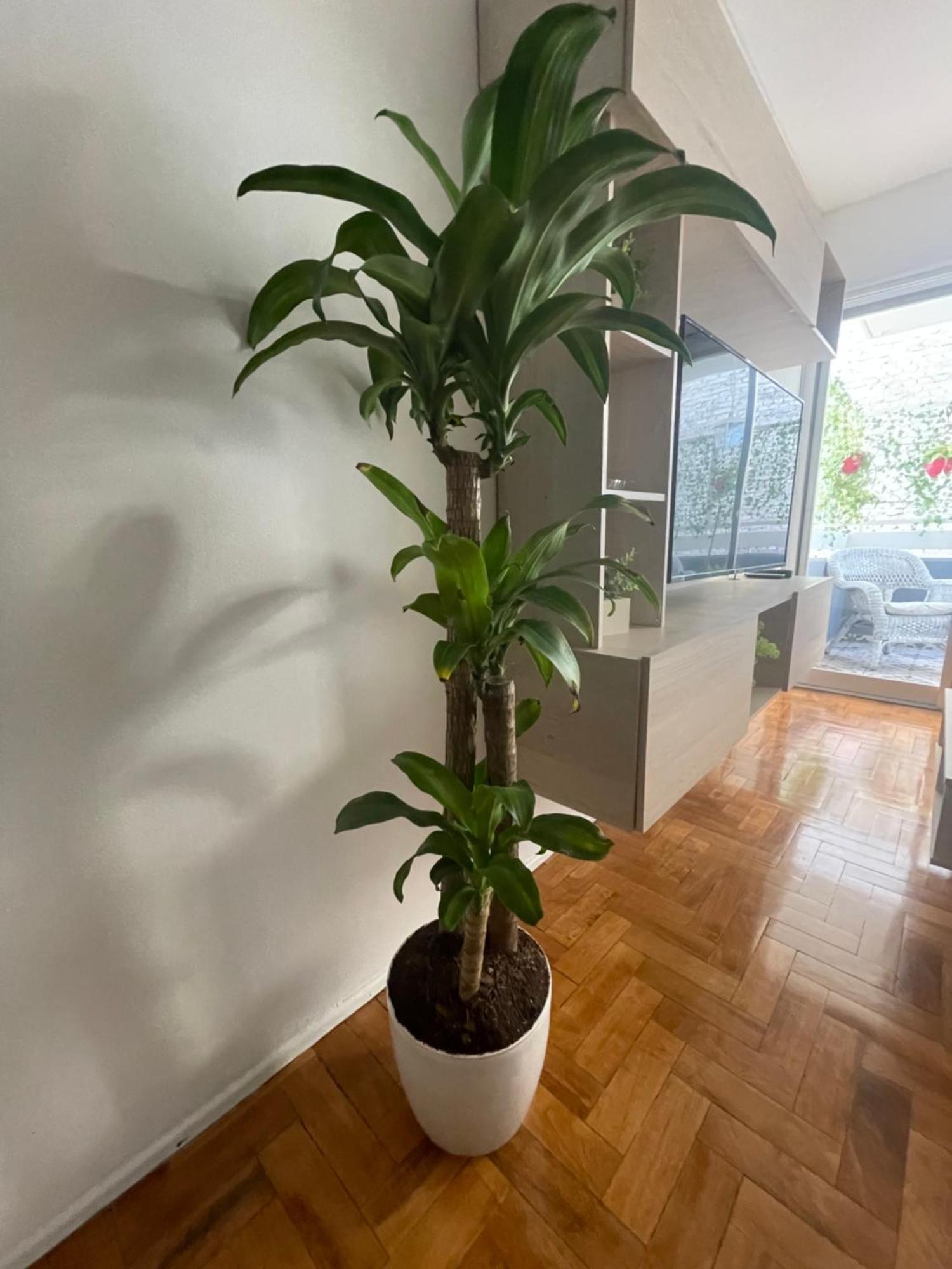 Departamento En Peatonal Mendoza 아파트 외부 사진