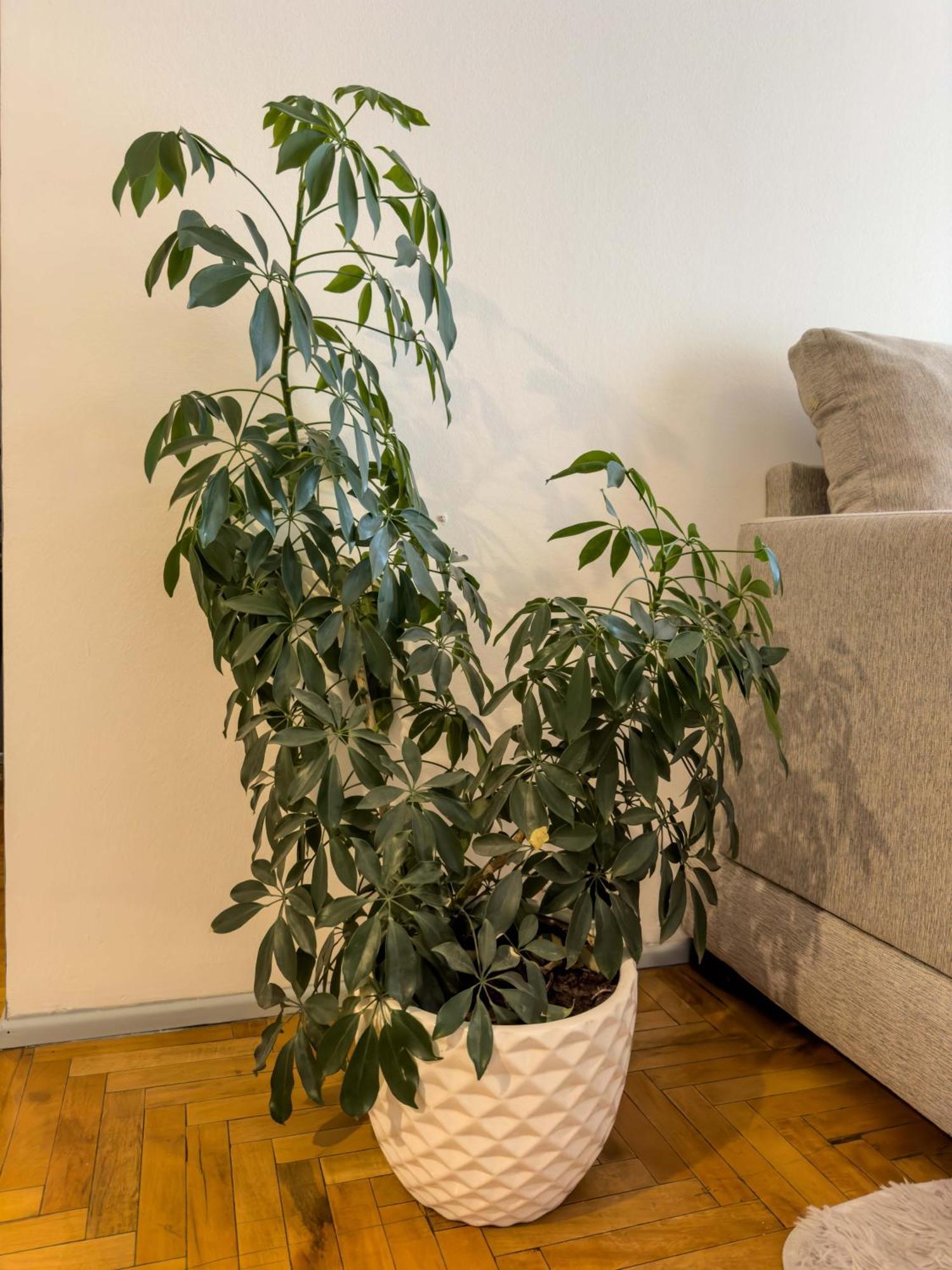 Departamento En Peatonal Mendoza 아파트 외부 사진